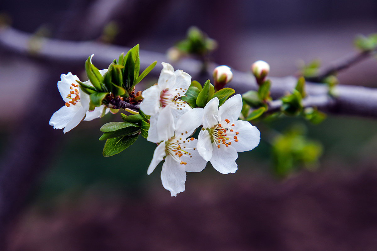 شکوفه‌های درخت زردآلو در باغات اردبیل